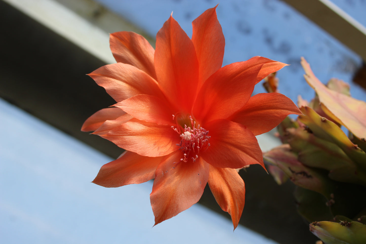 Epiphyllum Compact Red 3