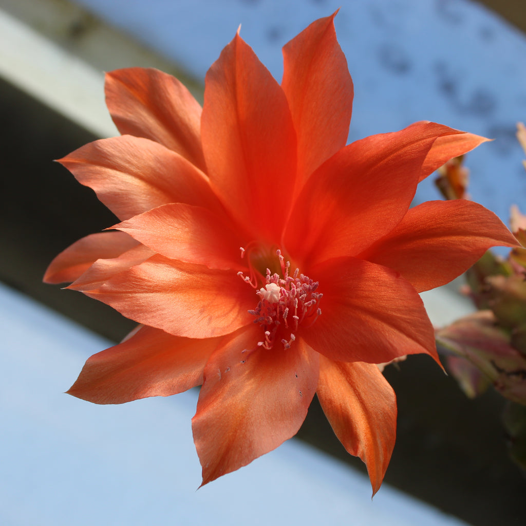 Epiphyllum Compact Red Image
