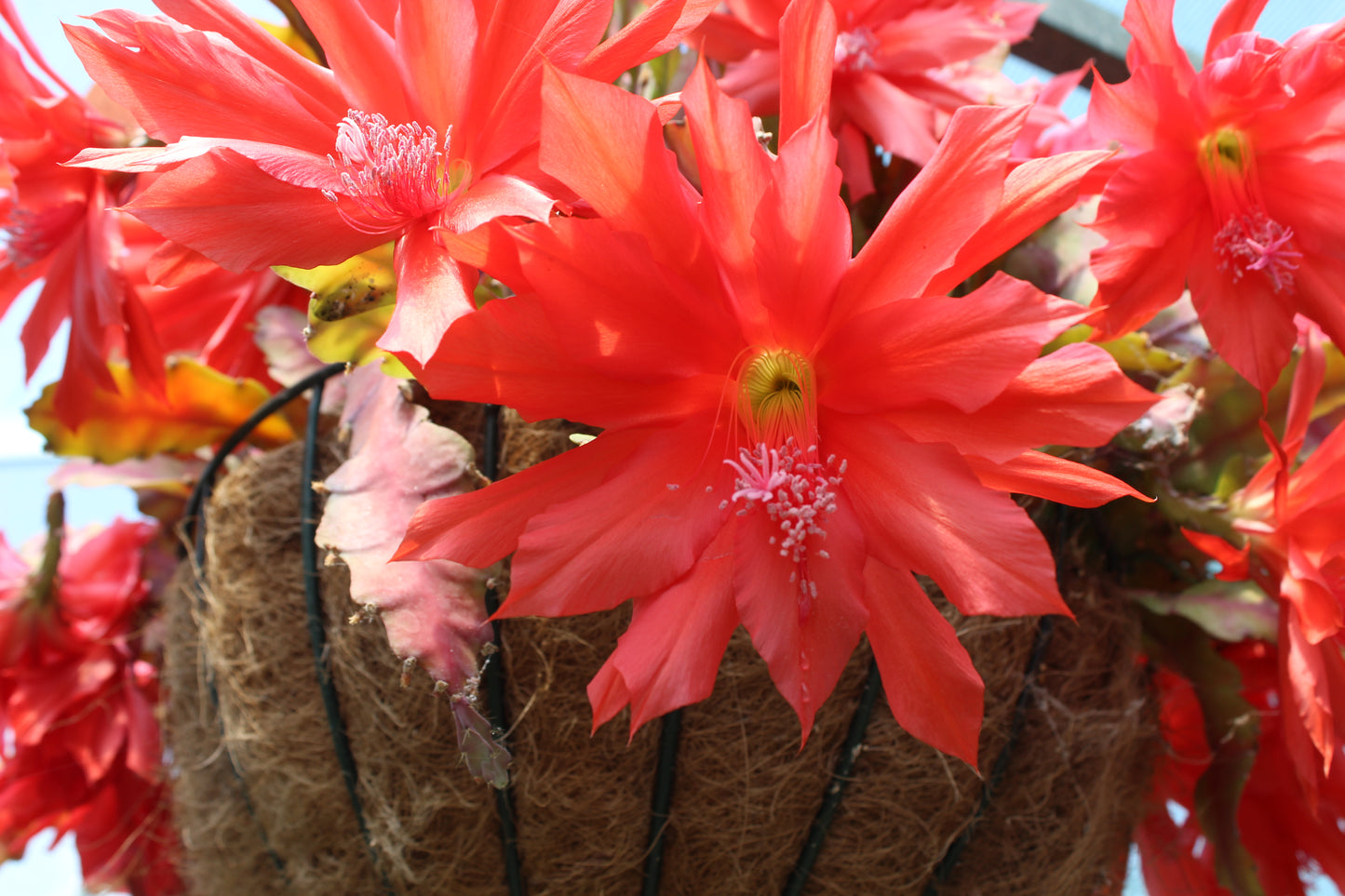 Epiphyllum Compact Red 4