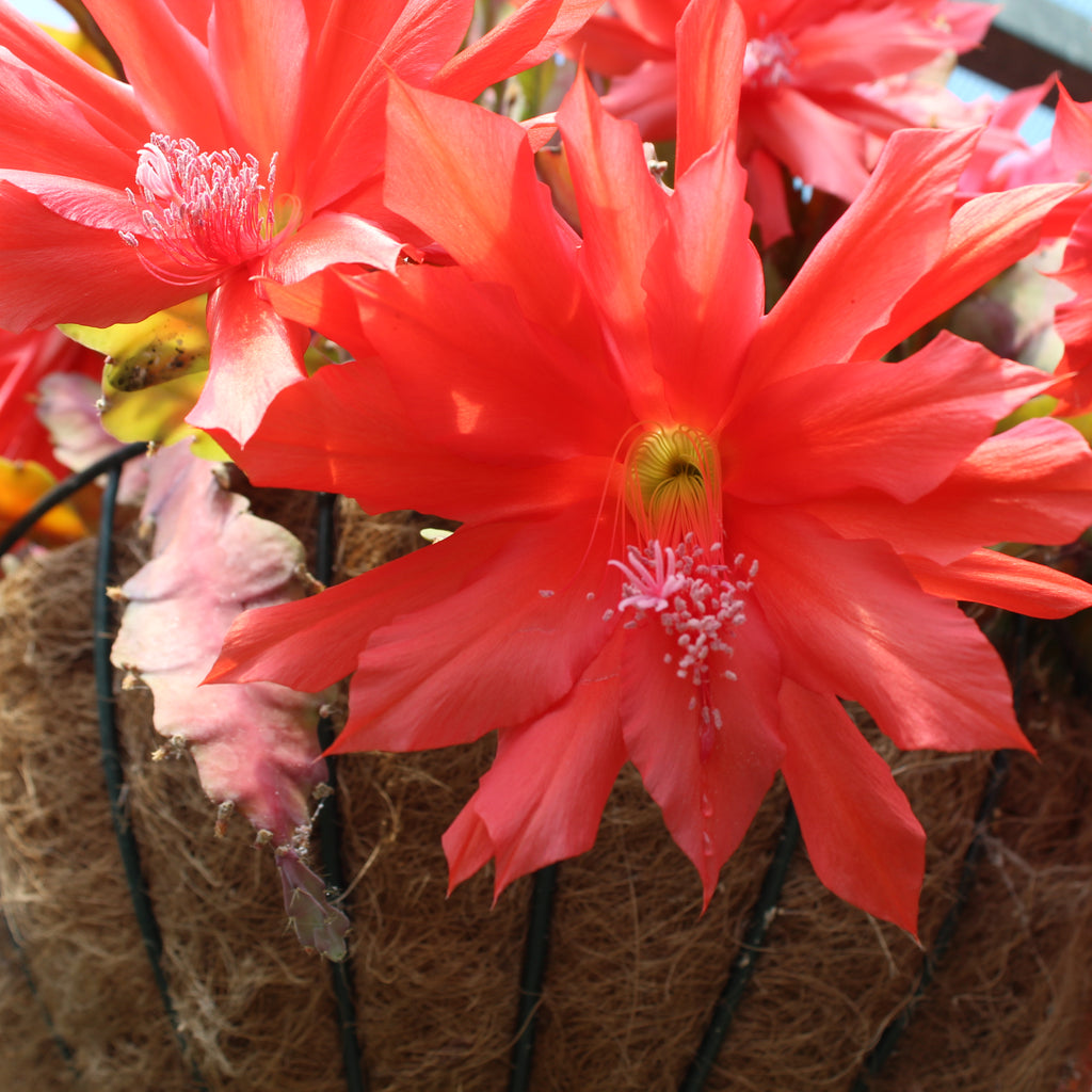 Epiphyllum Compact Red Image