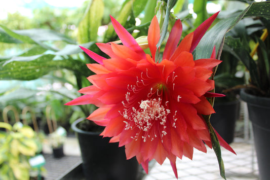 Epiphyllum Kiwi Fellowship.