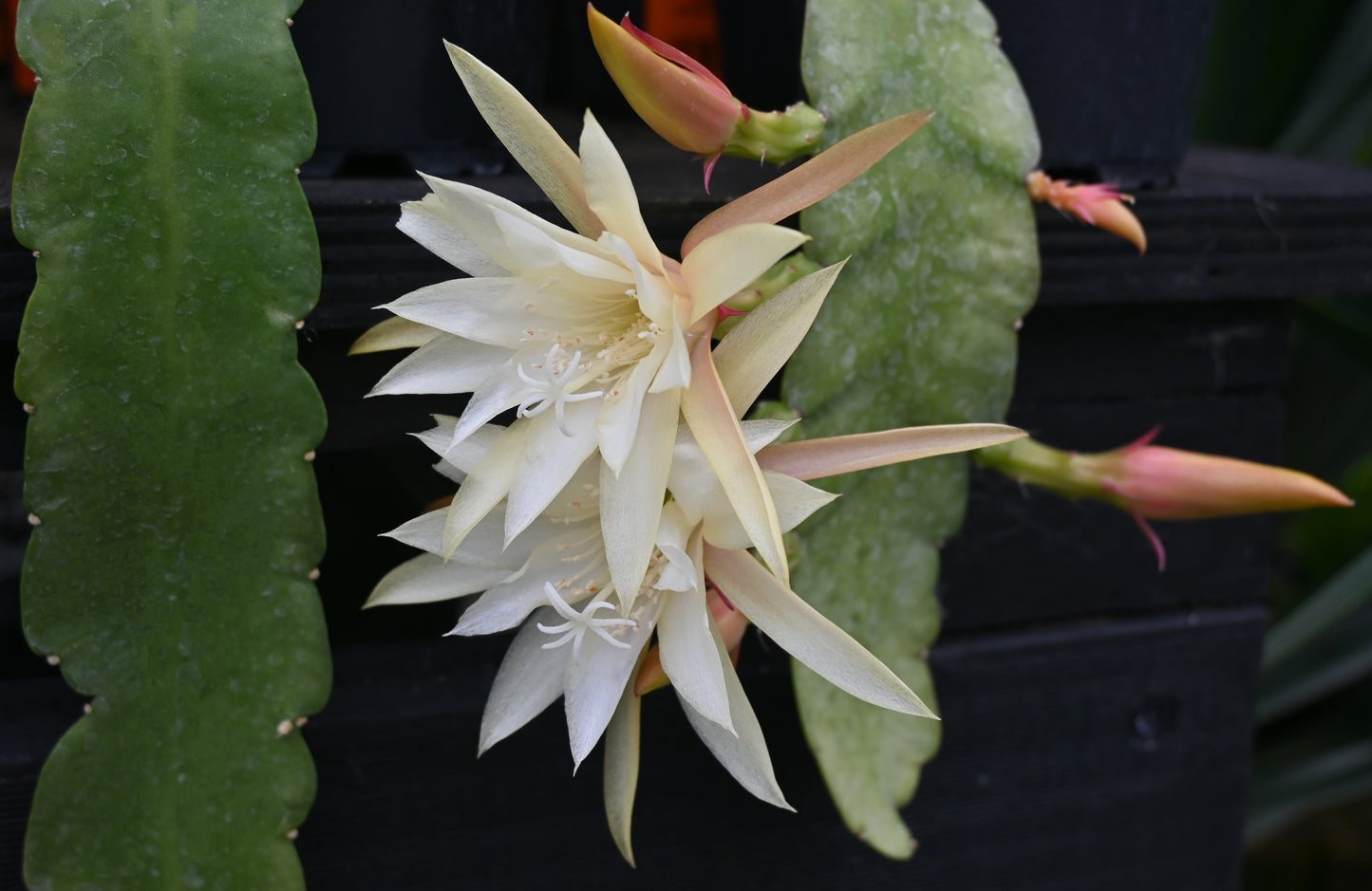 Epiphyllum Kiwi Honey Bea