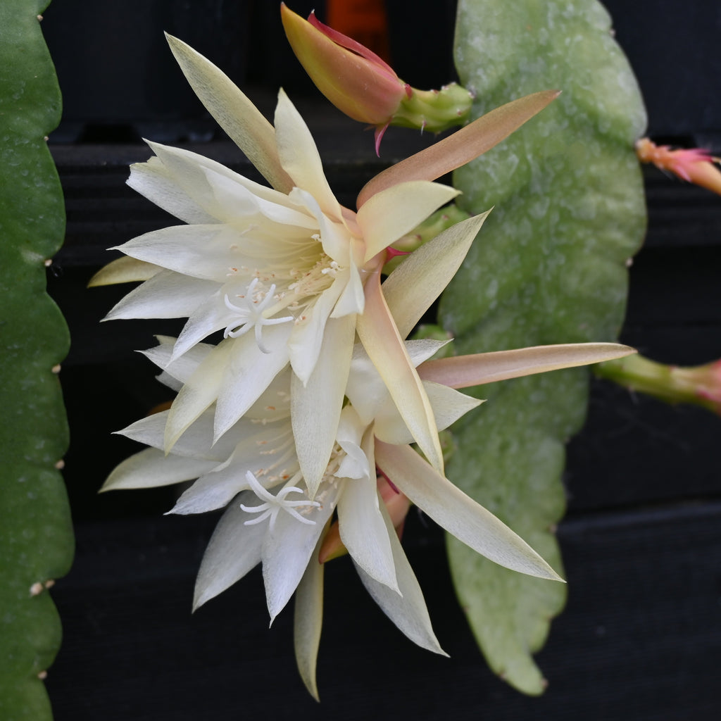 Epiphyllum Kiwi Honey Bea Image