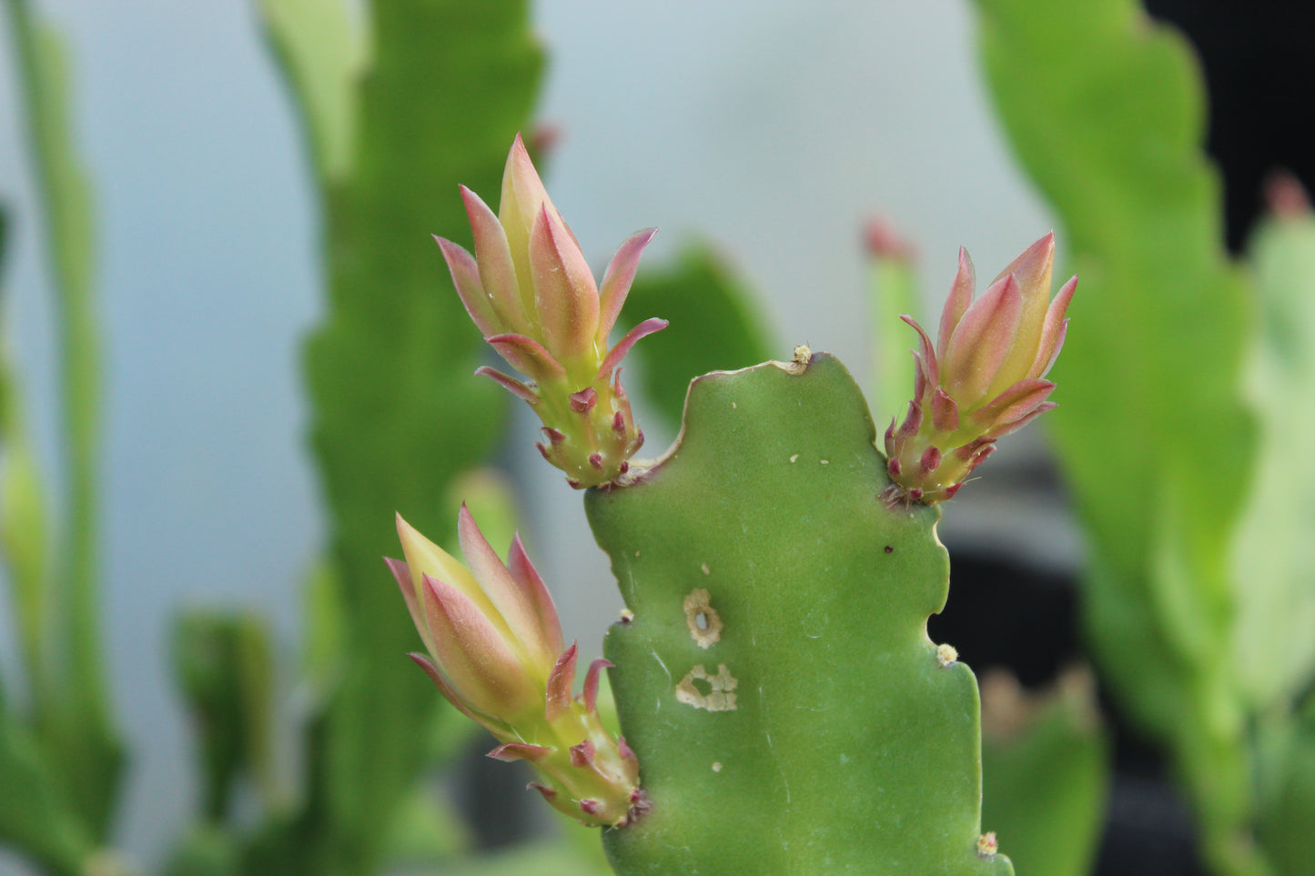 Epiphyllum Light Pink.
