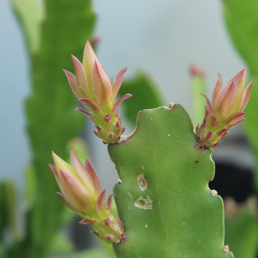 Epiphyllum Light Pink Image