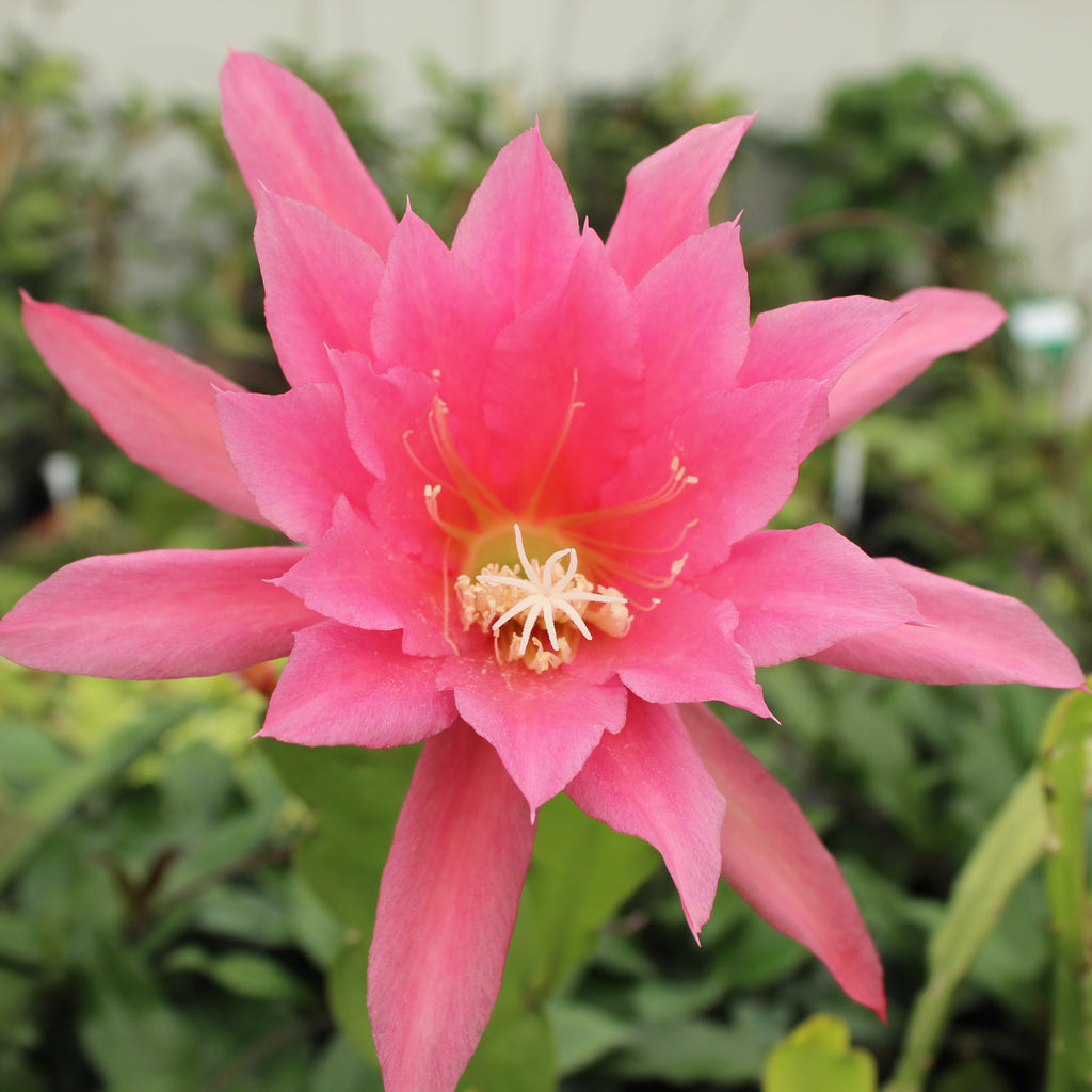 Epiphyllum Light Pink Image
