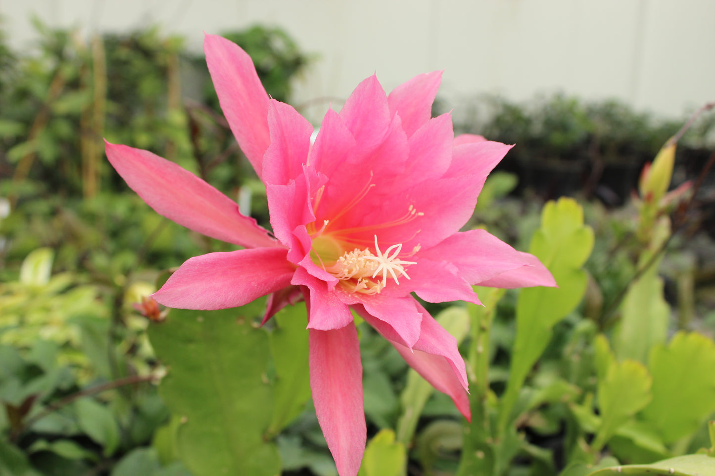 Epiphyllum Light Pink 2