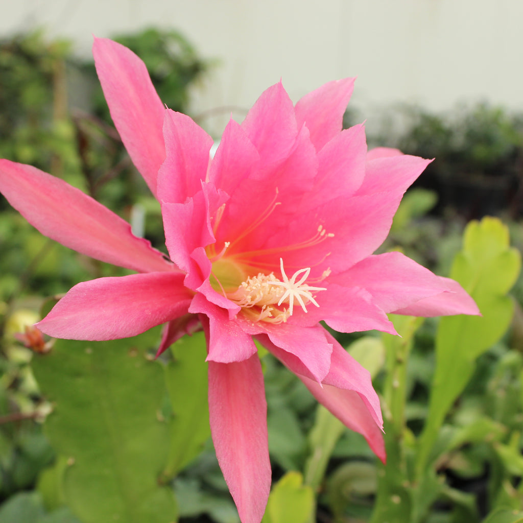 Epiphyllum Light Pink Image