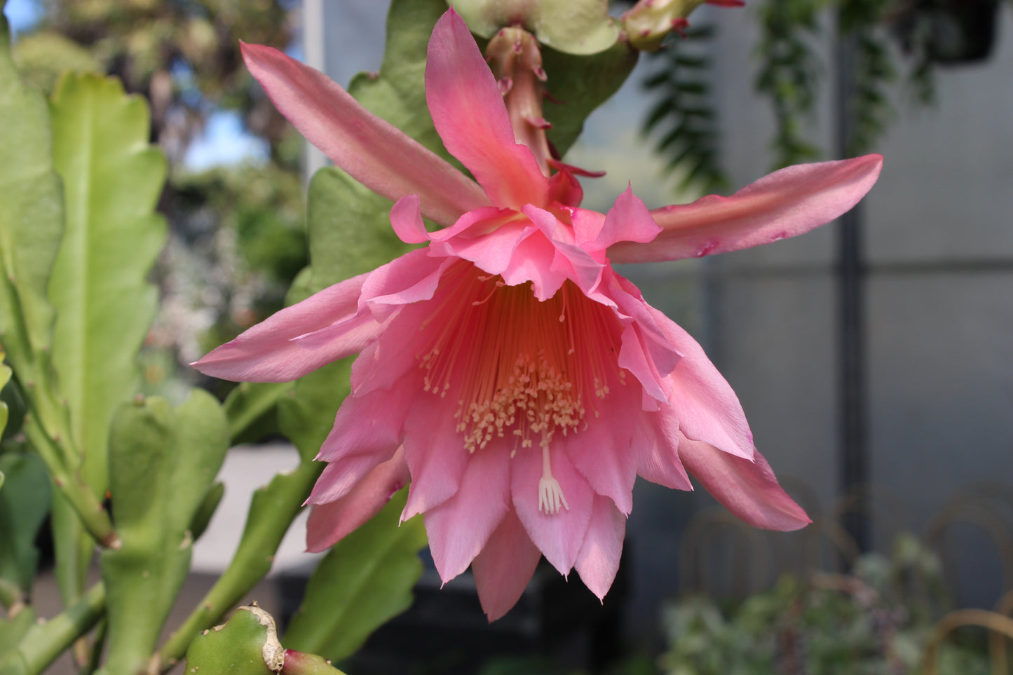 Epiphyllum Light Pink 3