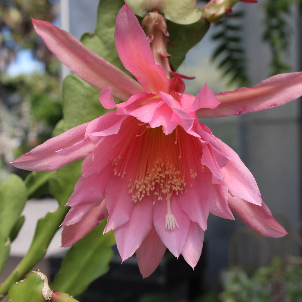 Epiphyllum Light Pink Image