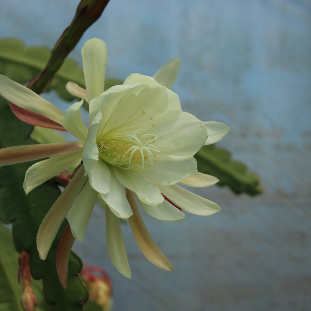 Epiphyllum crenatum Image