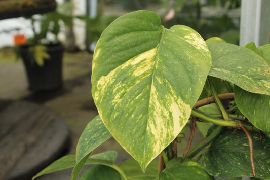 Epipremnum a. Golden Queen