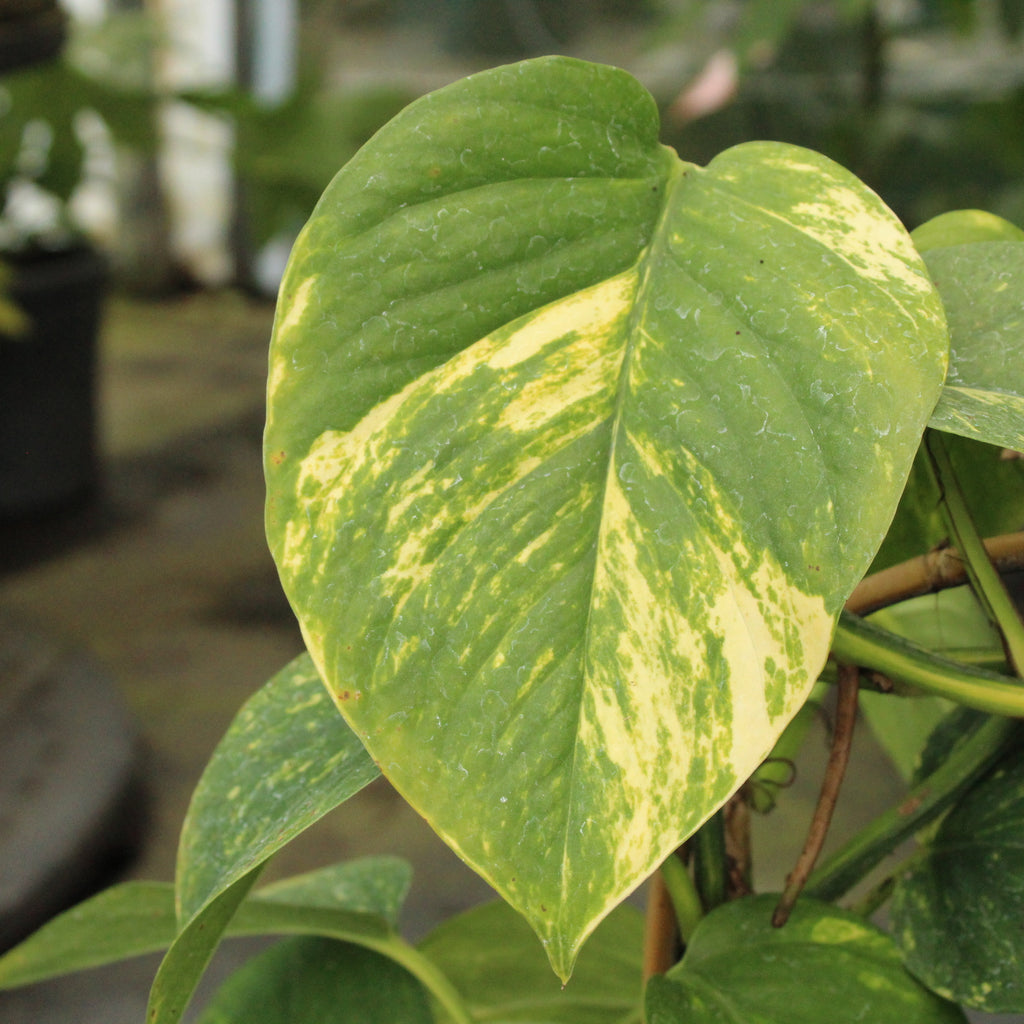 Epipremnum aureum Golden Queen Image