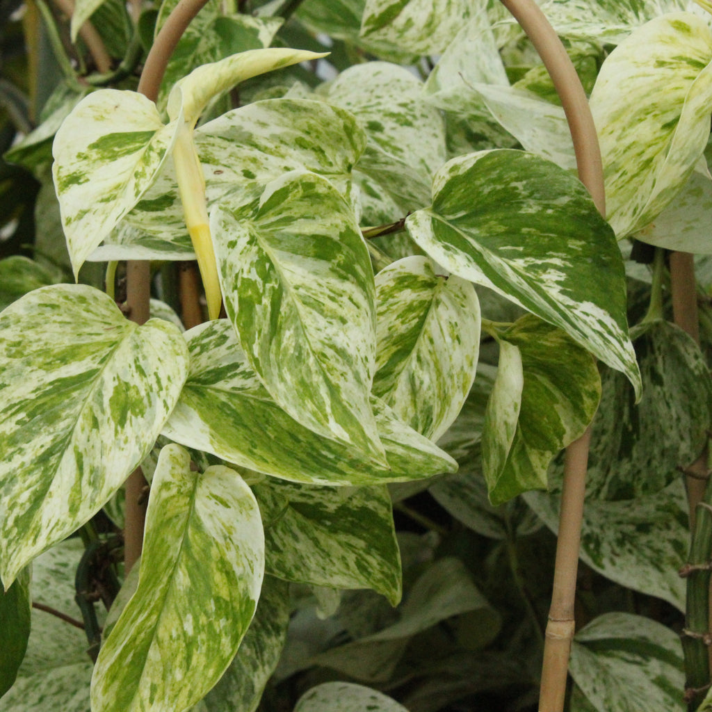 Epipremnum aureum Marble Queen Image