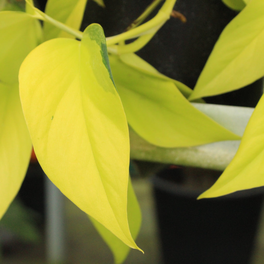Epipremnum aureum Neon Image