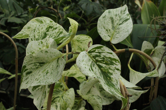 Epipremnum a. Snow Queen