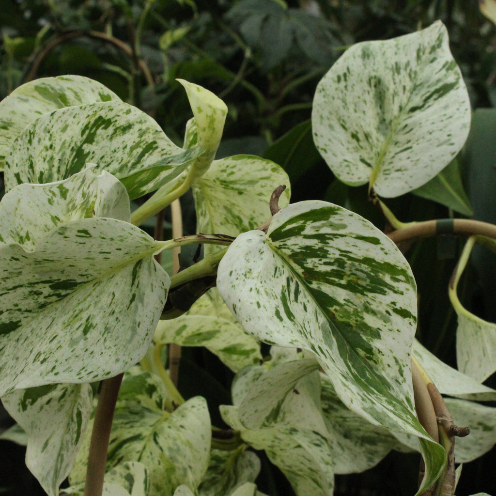 Epipremnum aureum Snow Queen Image