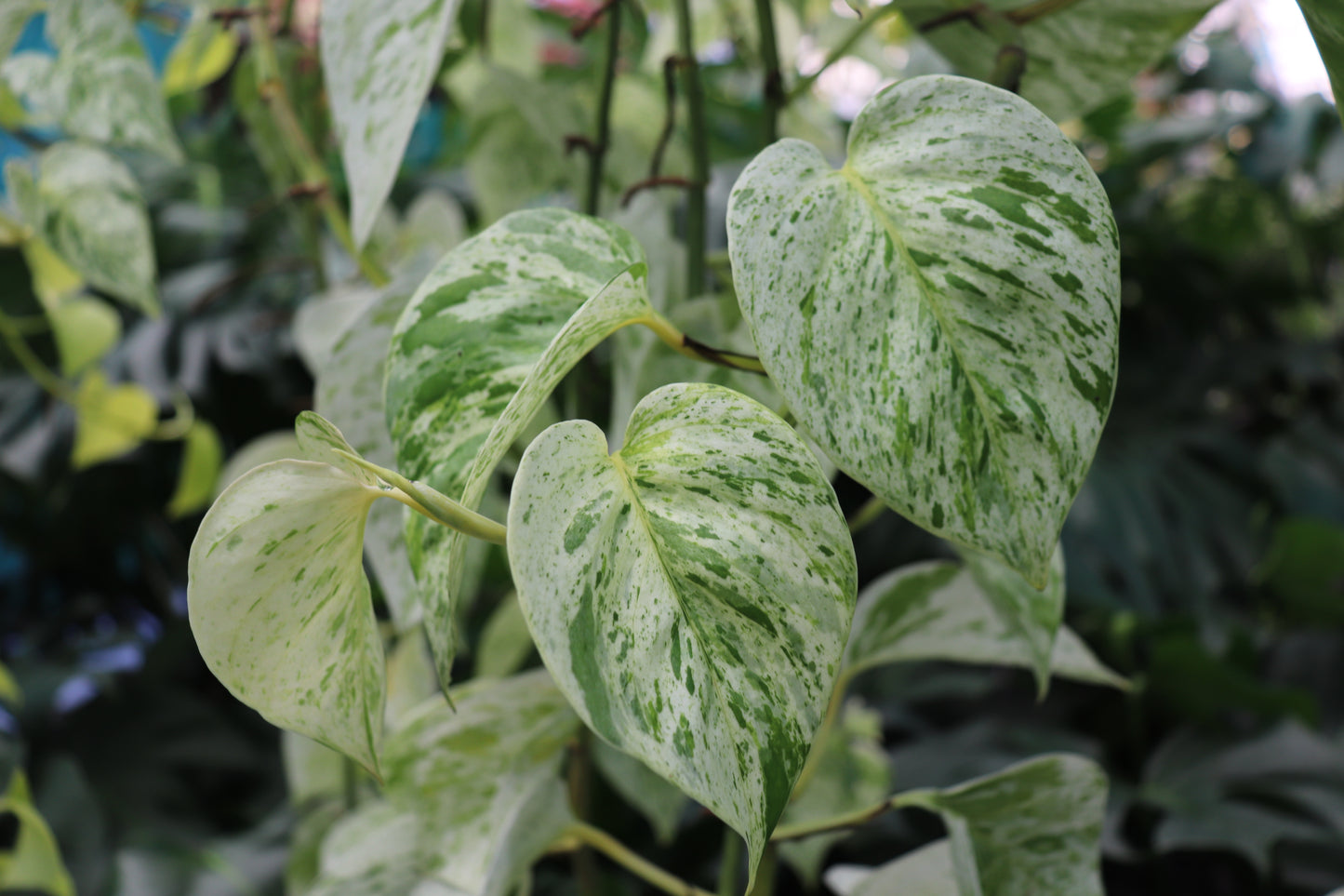 Epipremnum aureum Snow Queen 2
