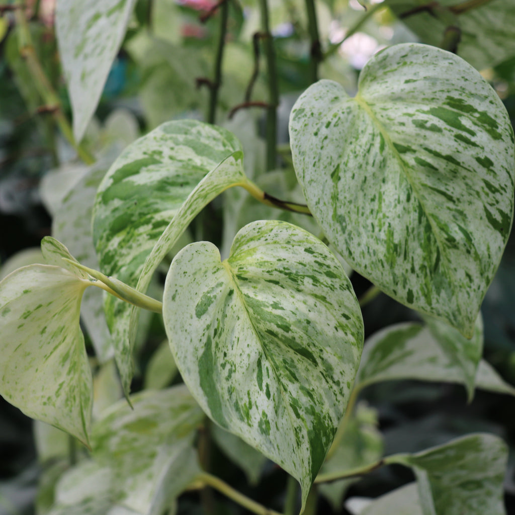 Epipremnum aureum Snow Queen Image