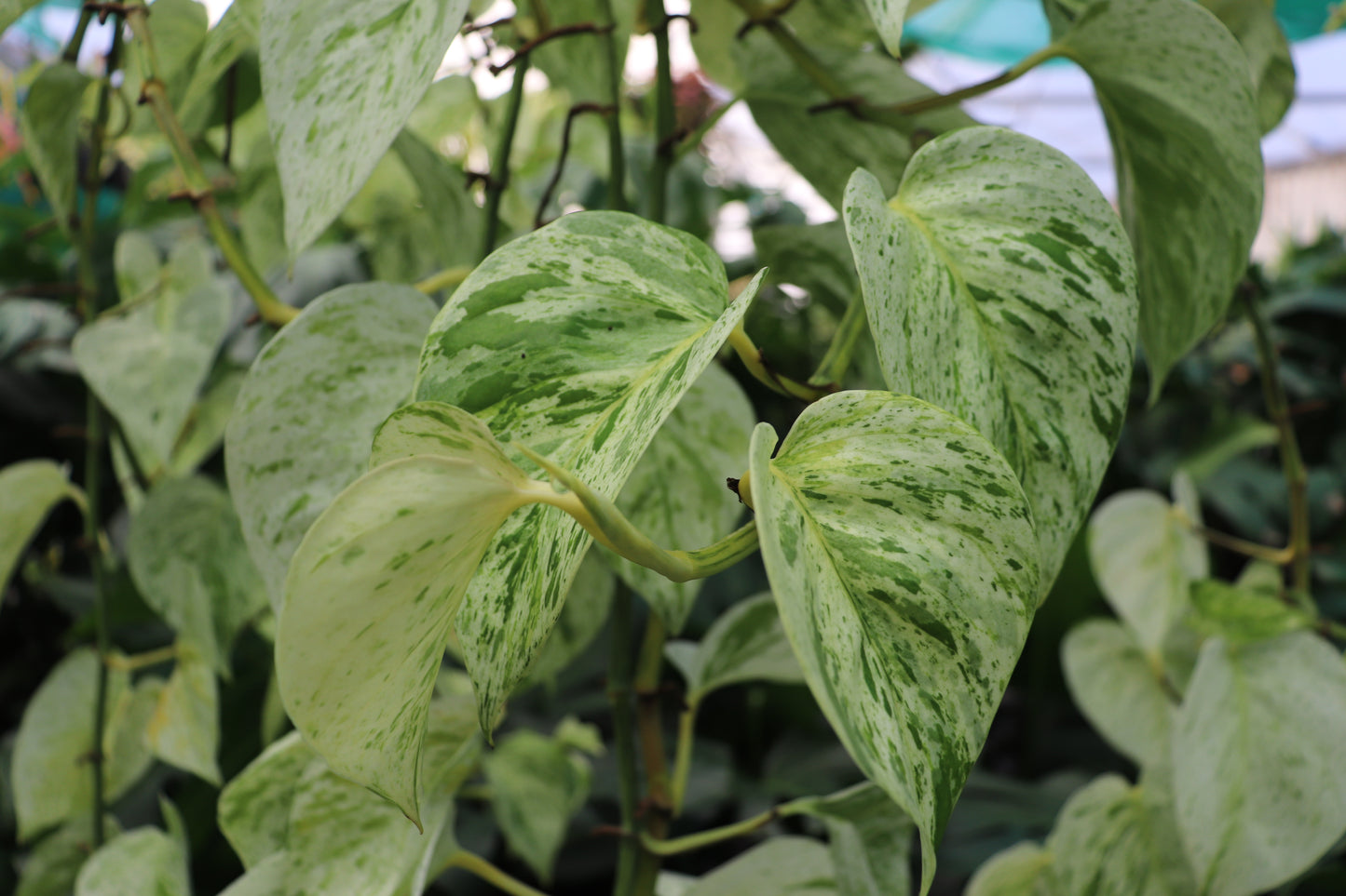 Epipremnum aureum Snow Queen 3