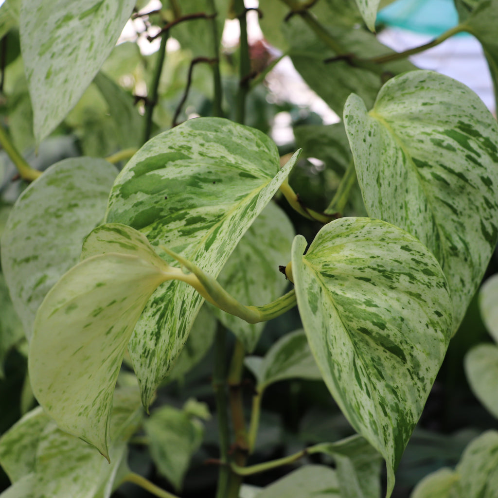 Epipremnum aureum Snow Queen Image