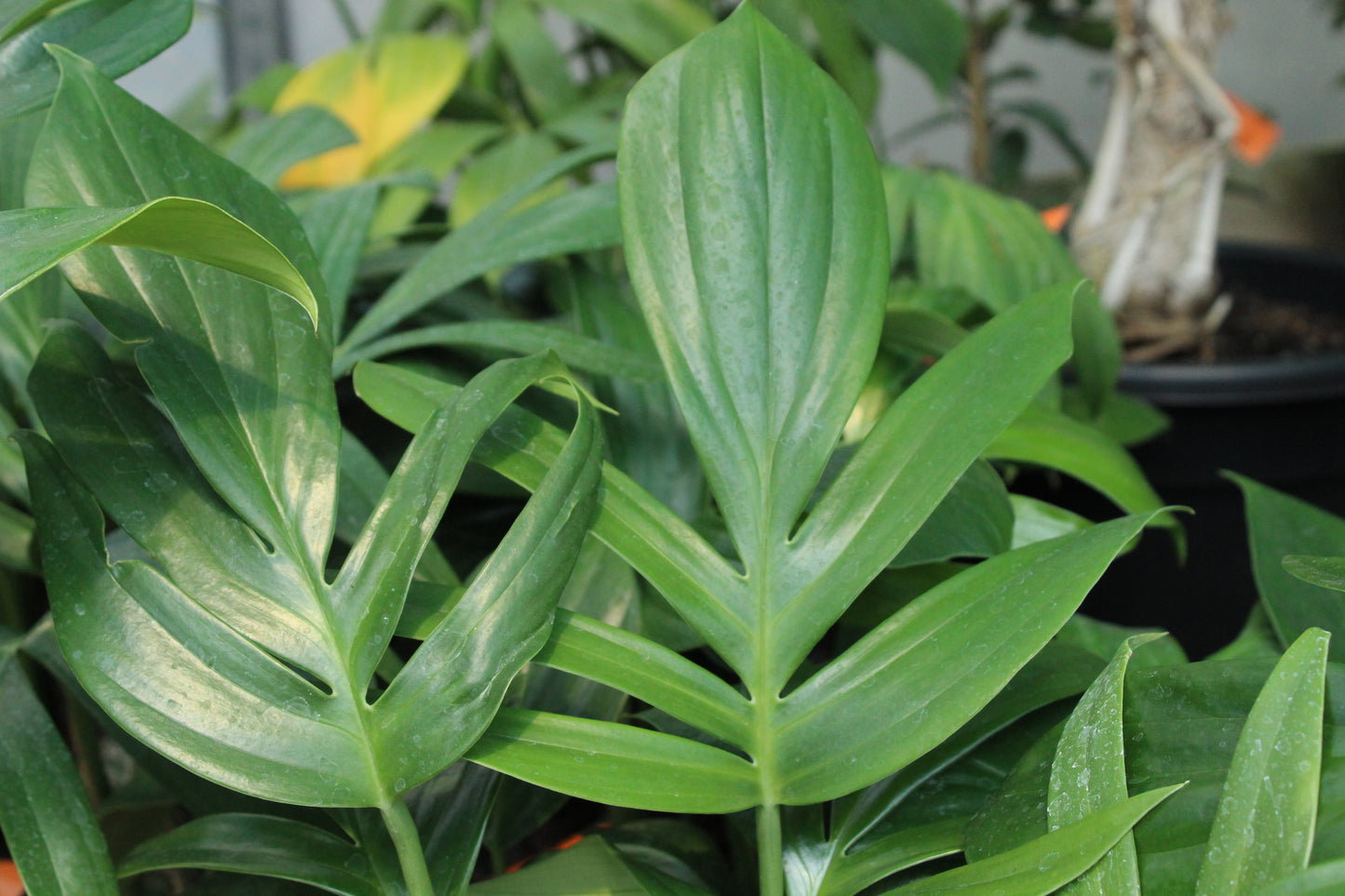 Epipremnum pinnatum