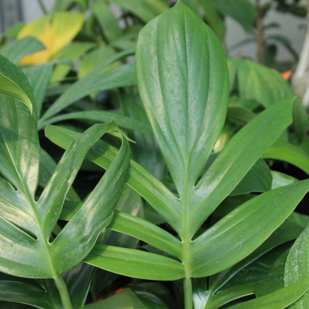 Epipremnum pinnatum Image