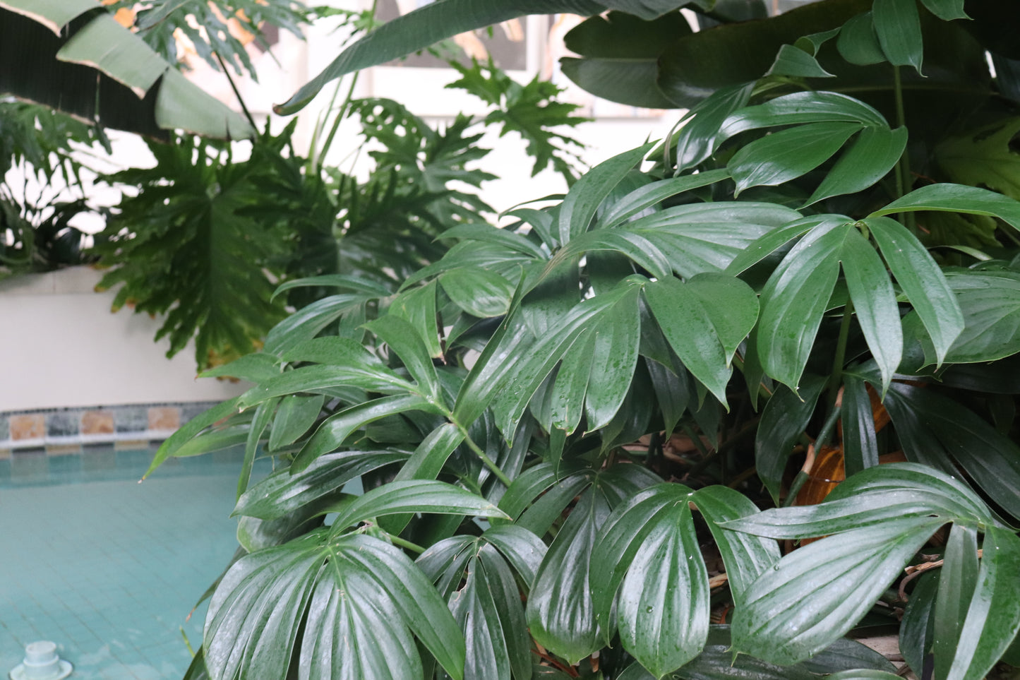 Epipremnum pinnatum 5