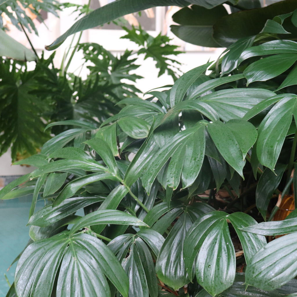 Epipremnum pinnatum Image
