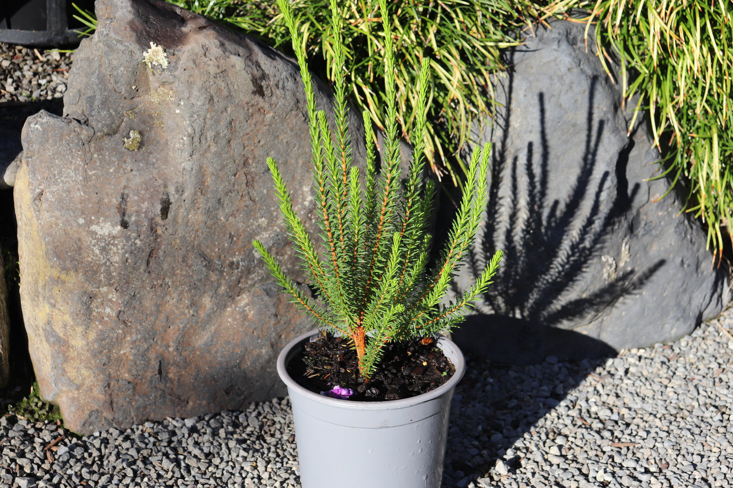 Erica cerinthioides Red