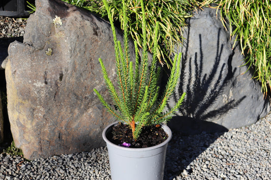 Erica cerinthioides Red