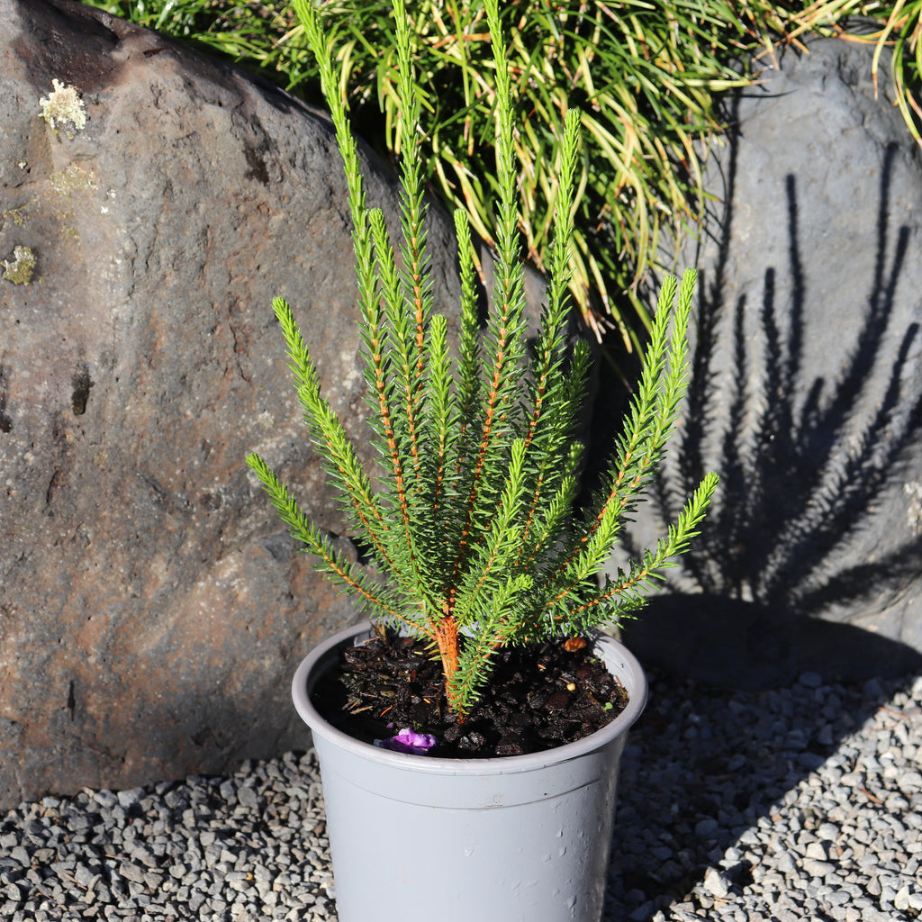 Erica cerinthioides Red Image