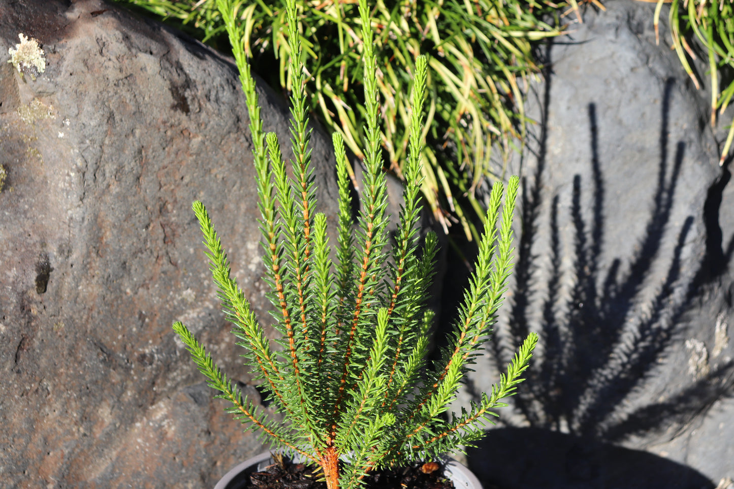 Erica cerinthioides Red 2