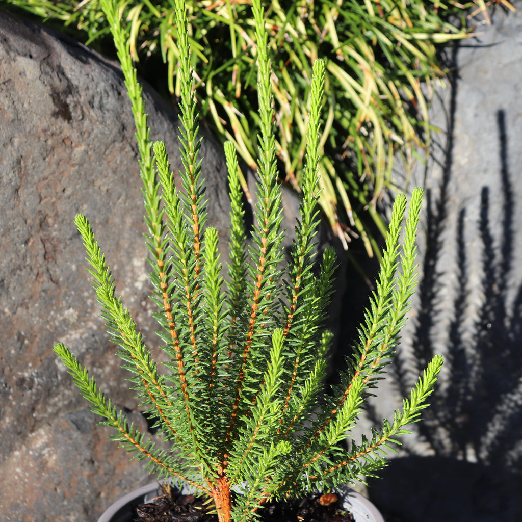 Erica cerinthioides Red Image