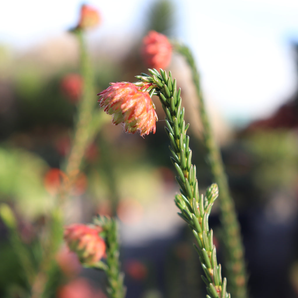 Erica cerinthioides Red Image