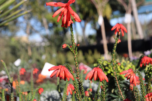 Erica cerinthioides Red 4