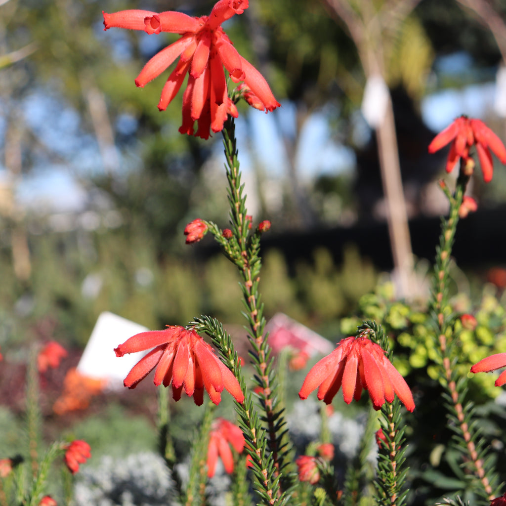 Erica cerinthioides Red Image