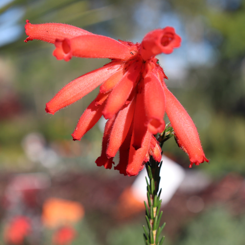 Erica cerinthioides Red Image