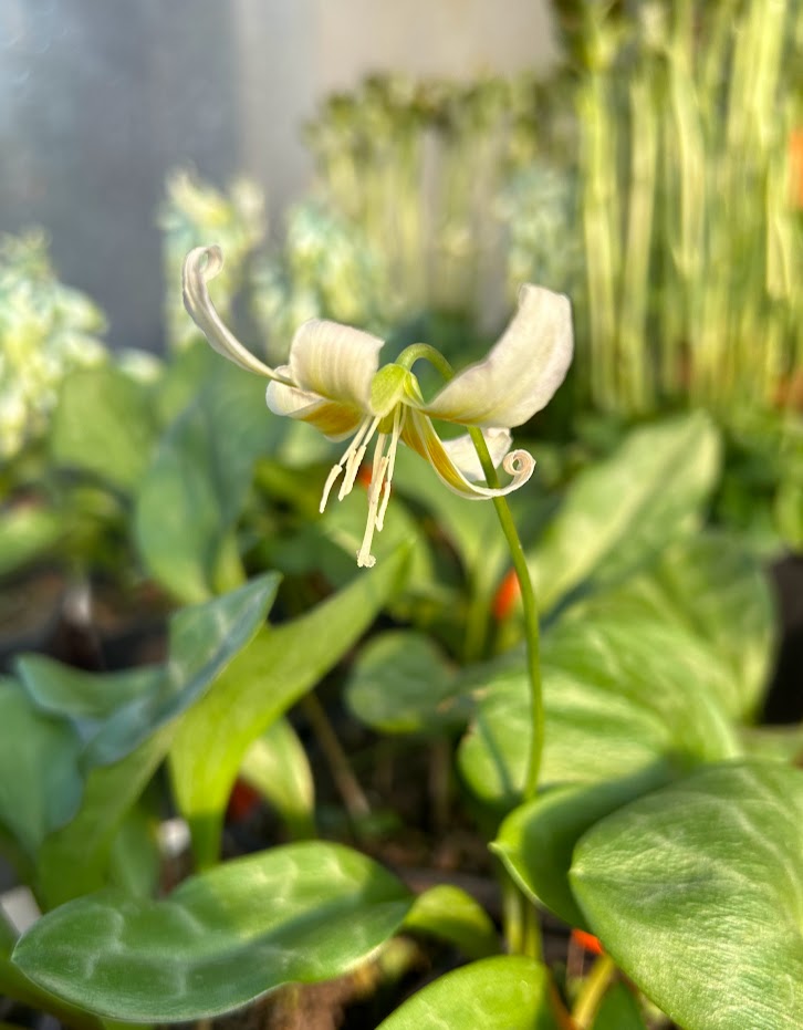 Erythronium White Image