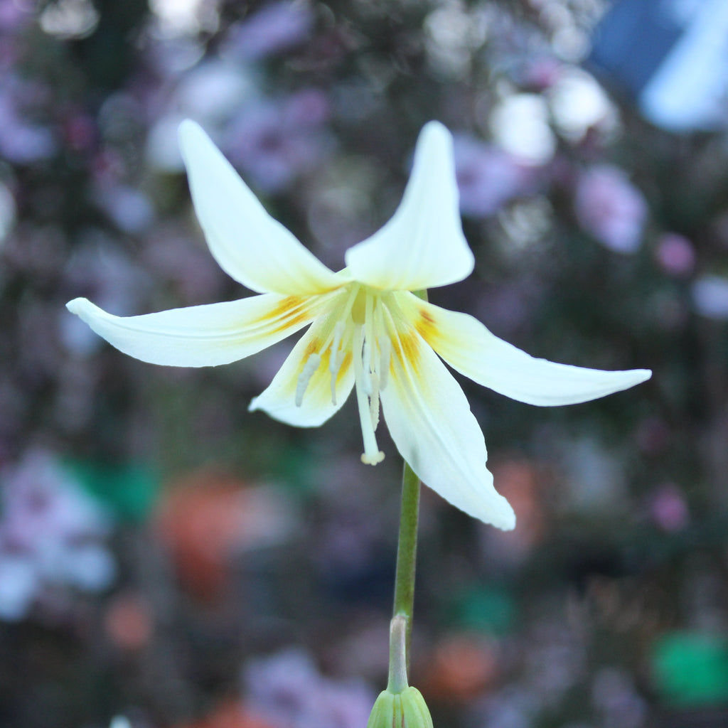 Erythronium White Image