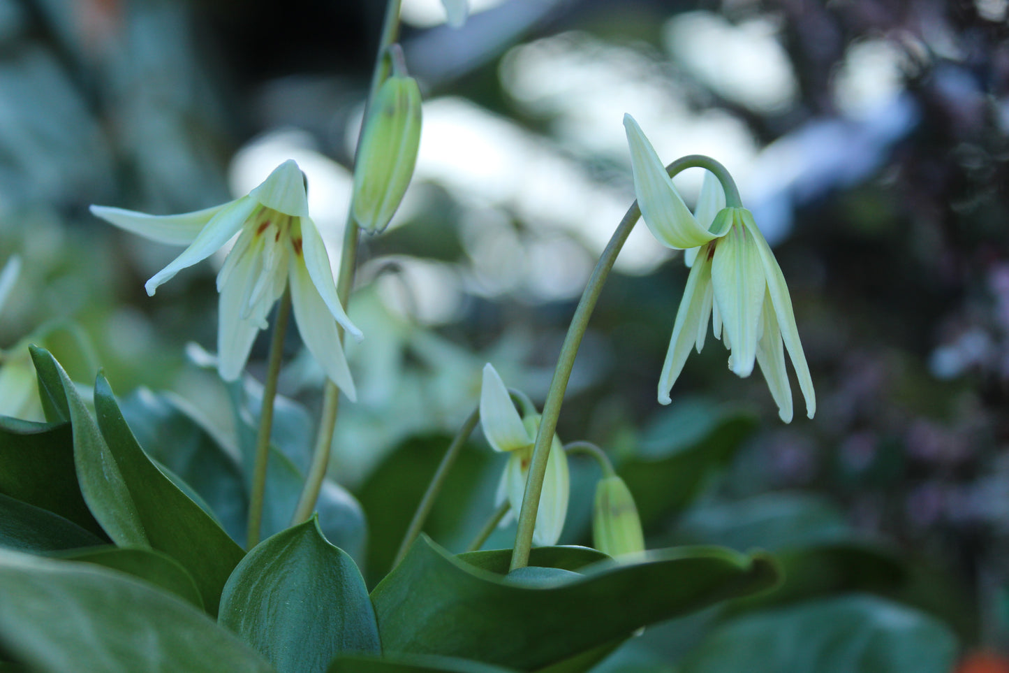 Erythronium White 3