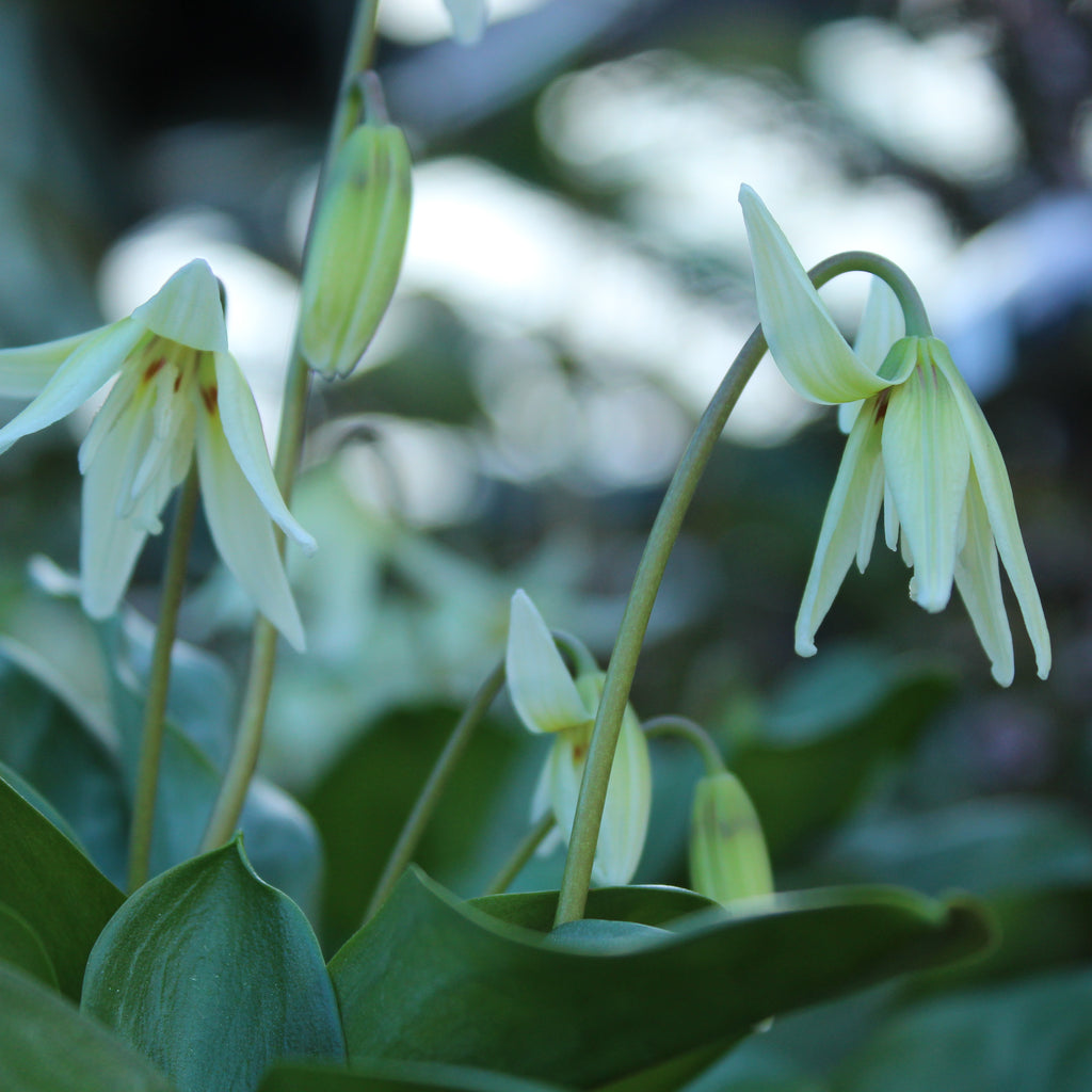 Erythronium White Image