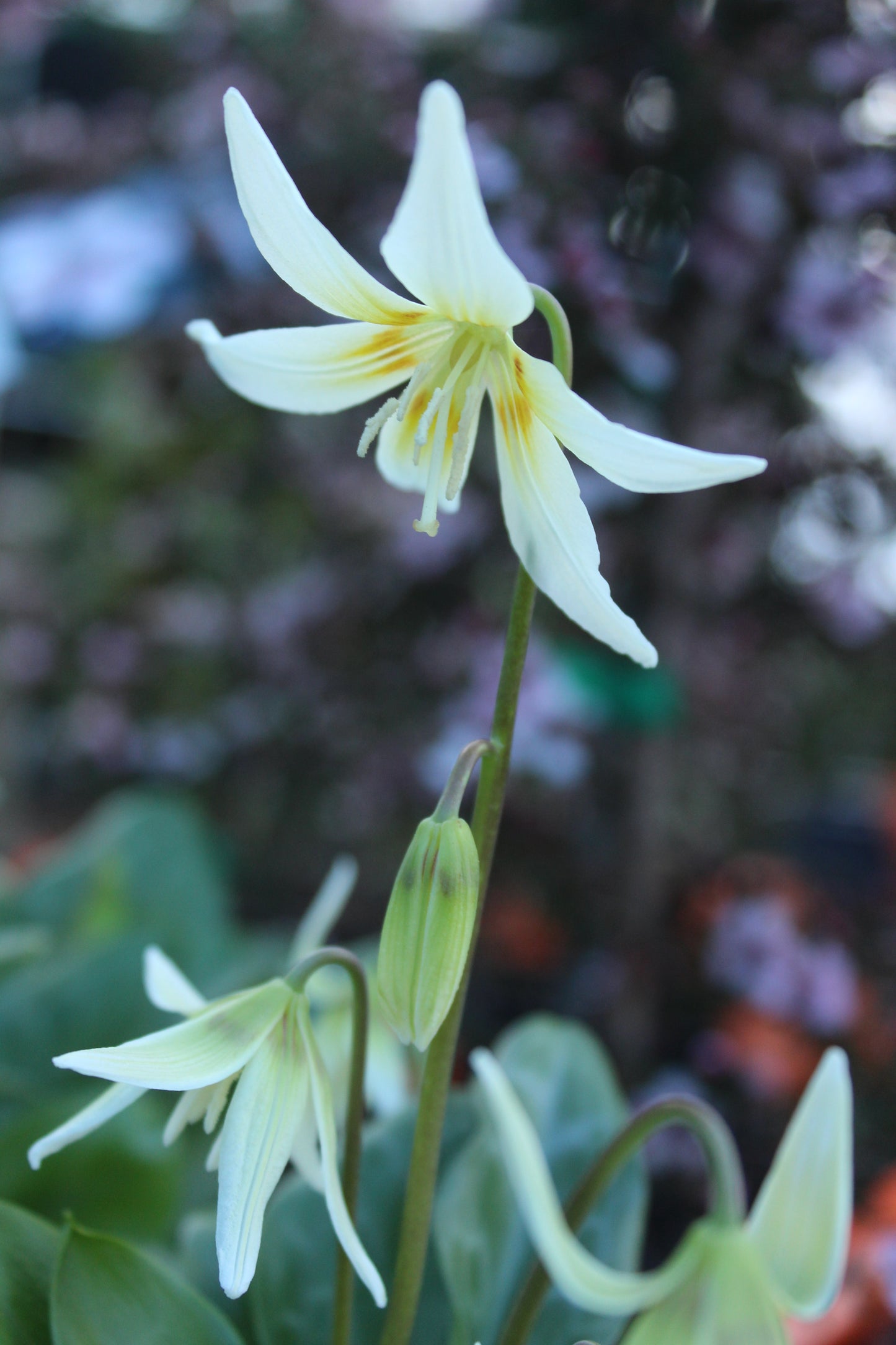 Erythronium White 4