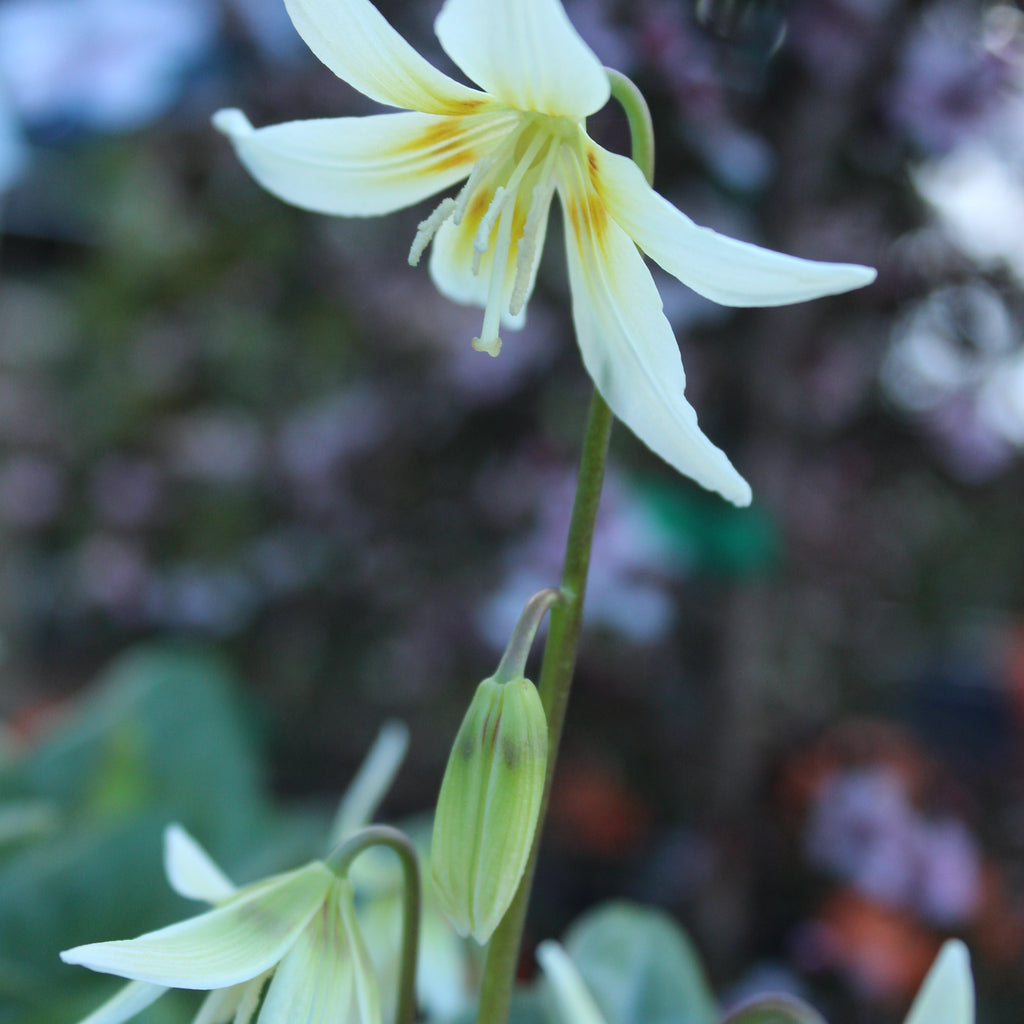 Erythronium White Image