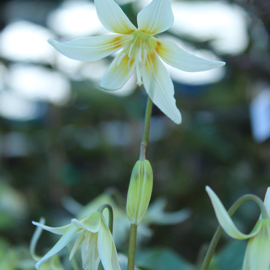 Erythronium White Image