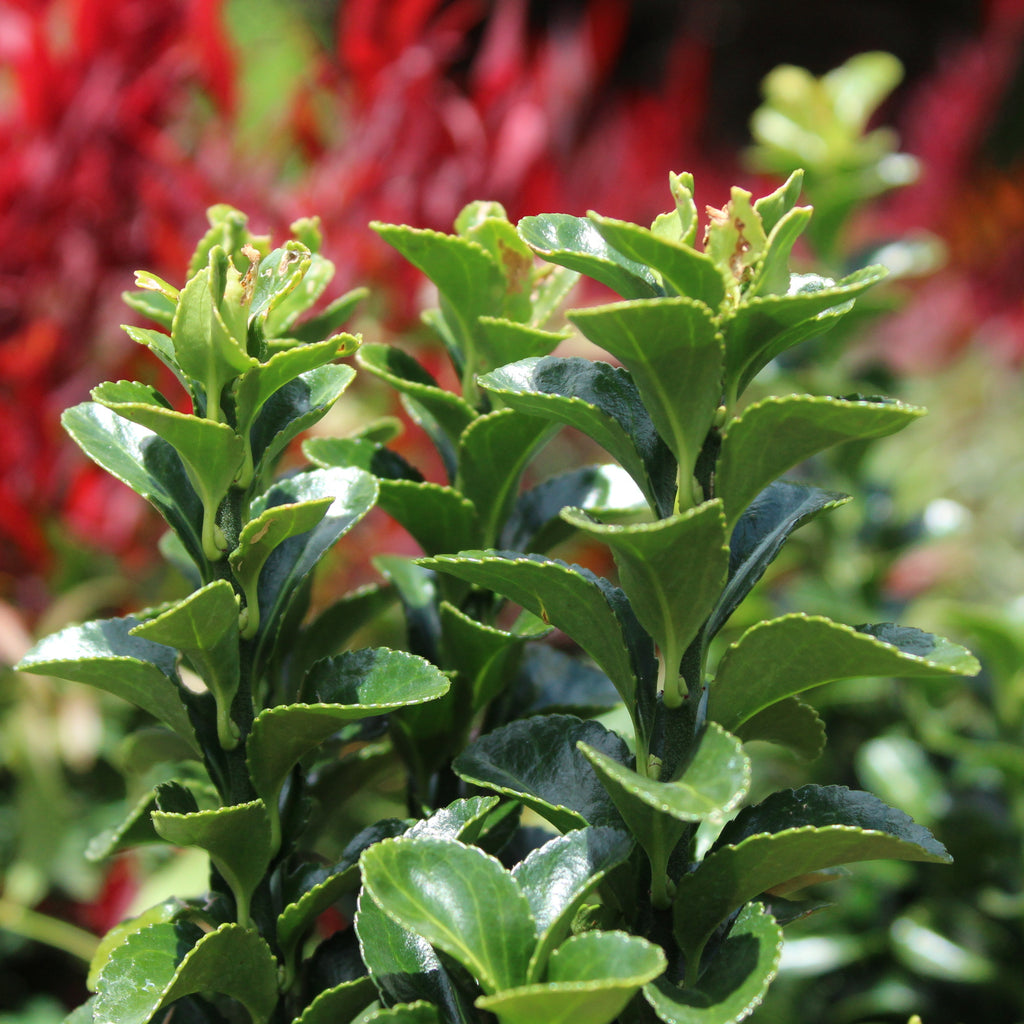 Euonymous Emerald Green Image