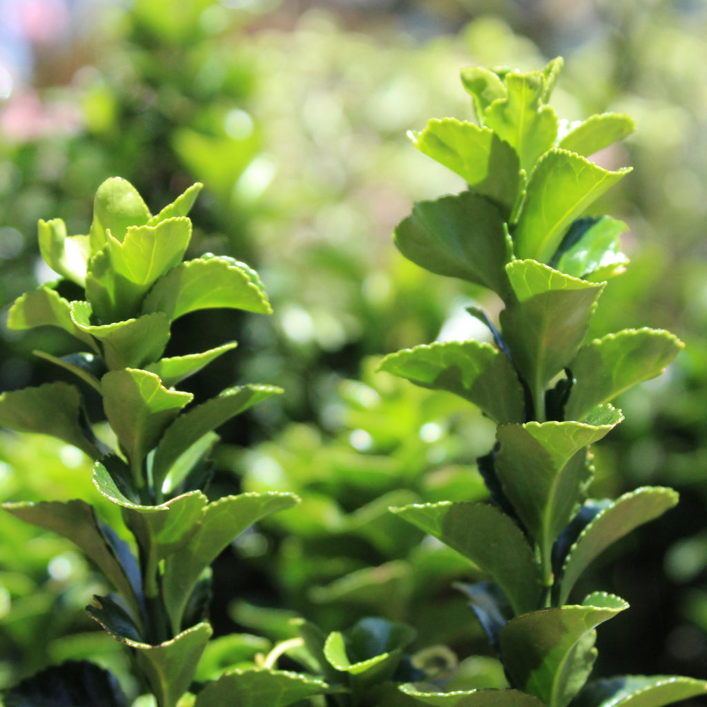 Euonymus Green Spire Image