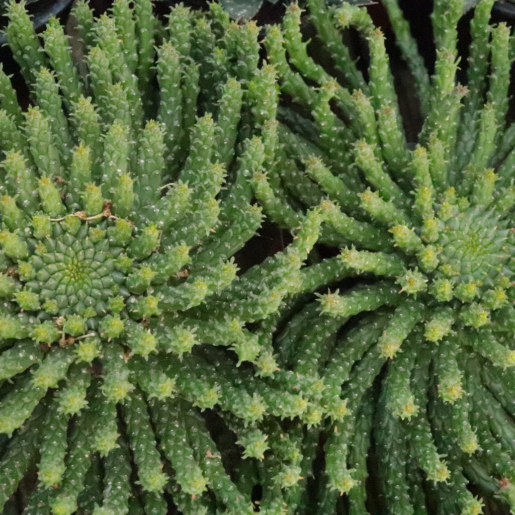 Euphorbia Caput Image