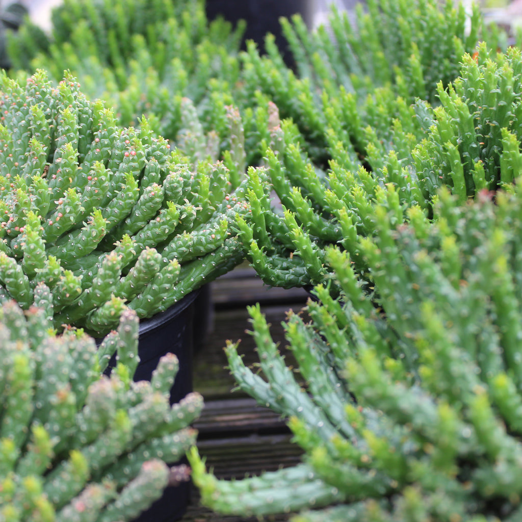 Euphorbia Caput Image