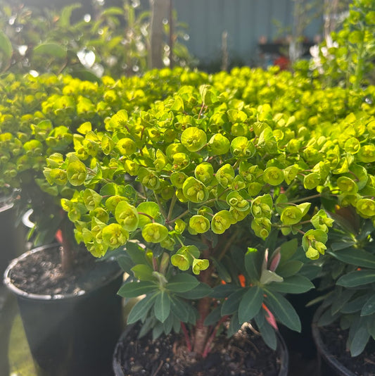 Euphorbia 'Kea'
